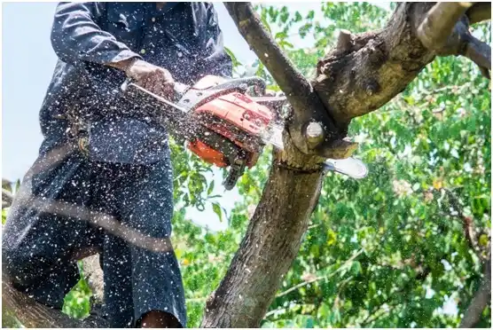 tree services Mathews